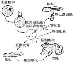 基于細(xì)胞全能性的觀賞植物無性繁殖技術(shù)研發(fā)與應(yīng)用