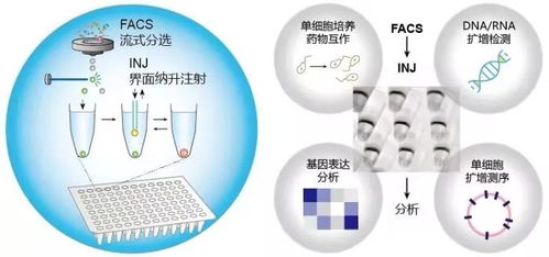 微生物所開發(fā)新型微滴反應(yīng)篩選技術(shù)及單細(xì)胞分析應(yīng)用